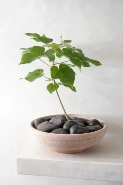 Terrakotta-Krukker|Mellem^PLANT Ada, rosa