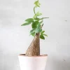 Ørkenplanter Og Knoldplanter^PLANT Adenia viridiflora
