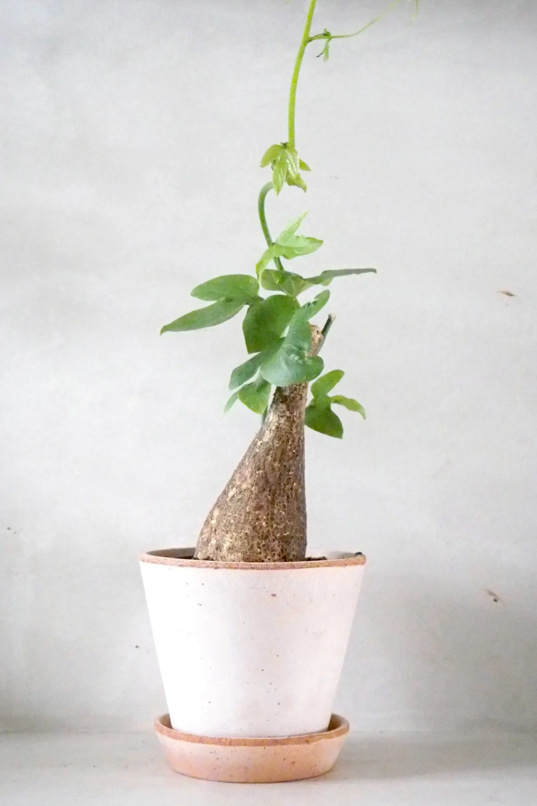 Ørkenplanter Og Knoldplanter^PLANT Adenia viridiflora