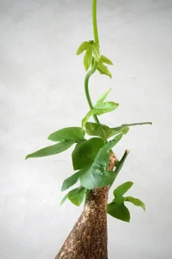 Ørkenplanter Og Knoldplanter^PLANT Adenia viridiflora