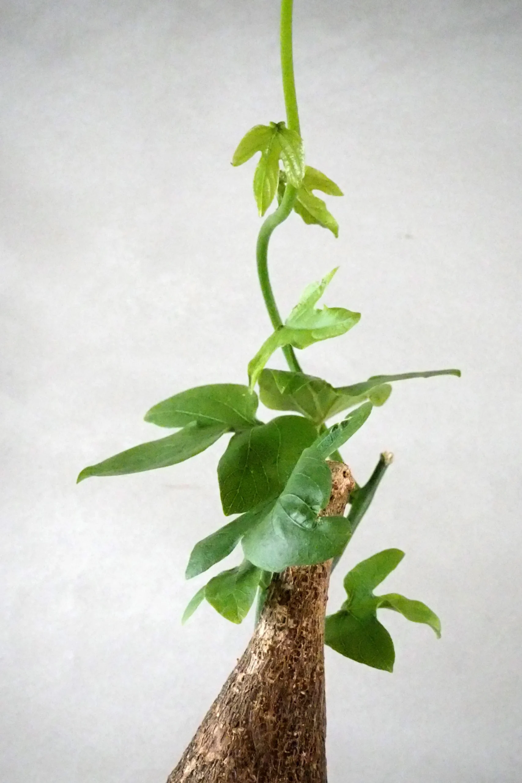 Ørkenplanter Og Knoldplanter^PLANT Adenia viridiflora