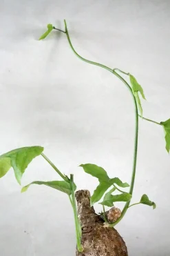 Ørkenplanter Og Knoldplanter^PLANT Adenia viridiflora