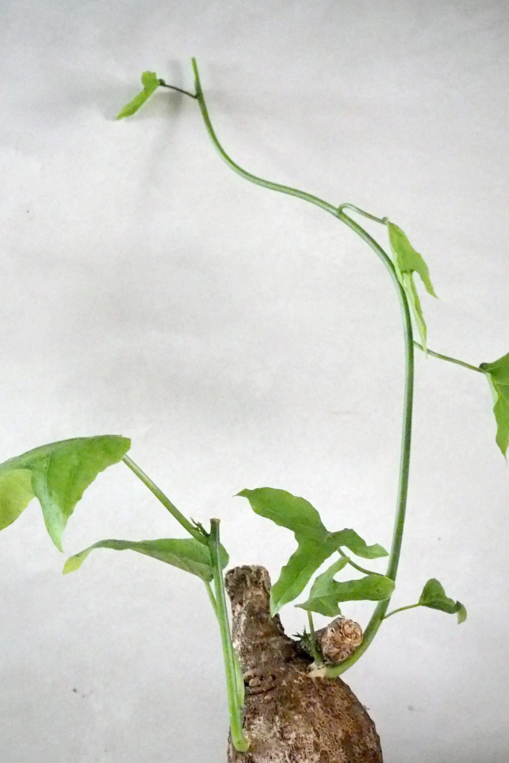 Ørkenplanter Og Knoldplanter^PLANT Adenia viridiflora