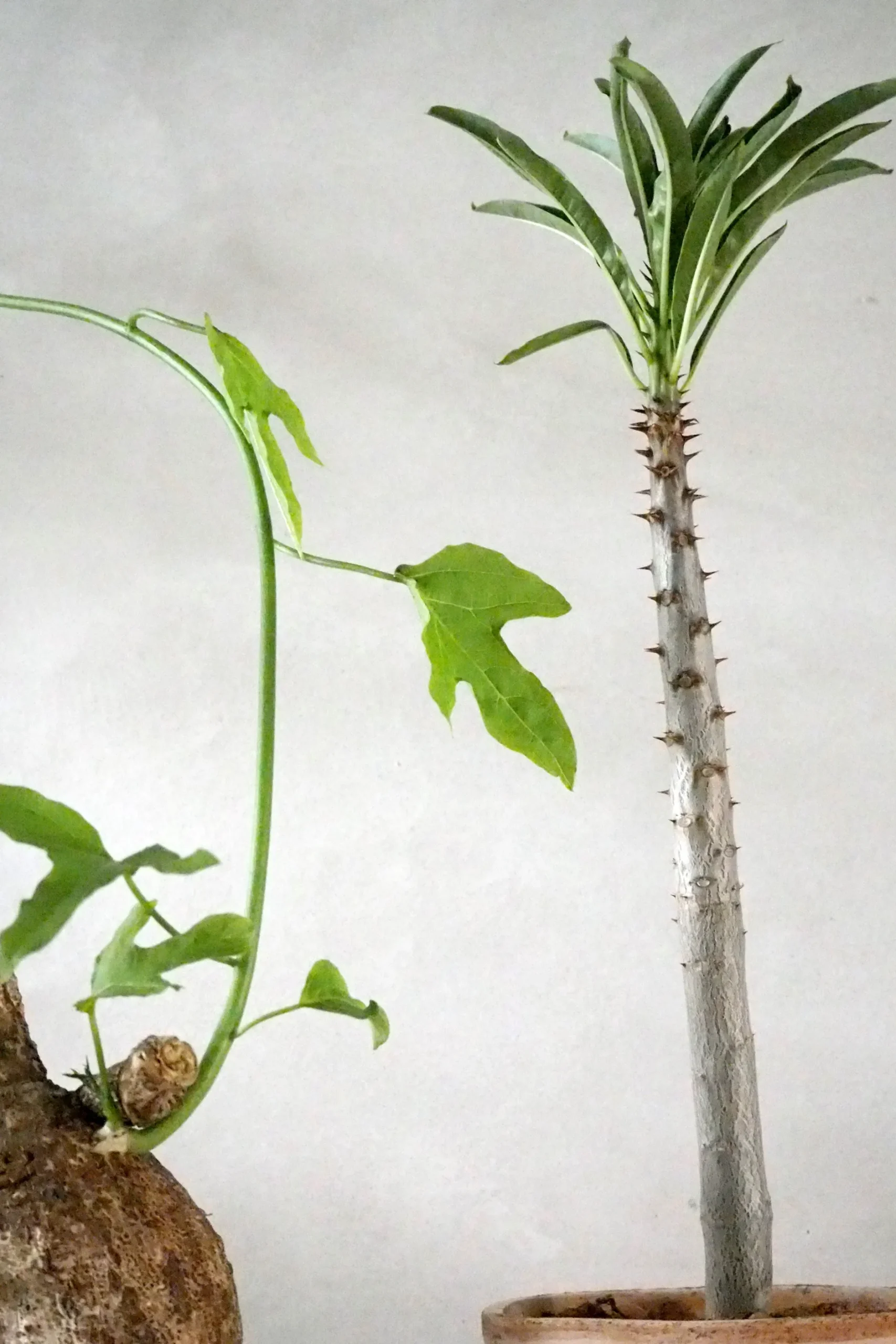 Ørkenplanter Og Knoldplanter^PLANT Adenia viridiflora