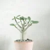 Ørkenplanter Og Knoldplanter^PLANT Adenium ansu "mini baobab"