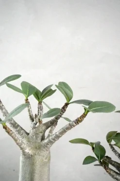 Ørkenplanter Og Knoldplanter^PLANT Adenium ansu "mini baobab"
