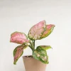 Tropiske Planter^PLANT Aglaonema Spotted Star