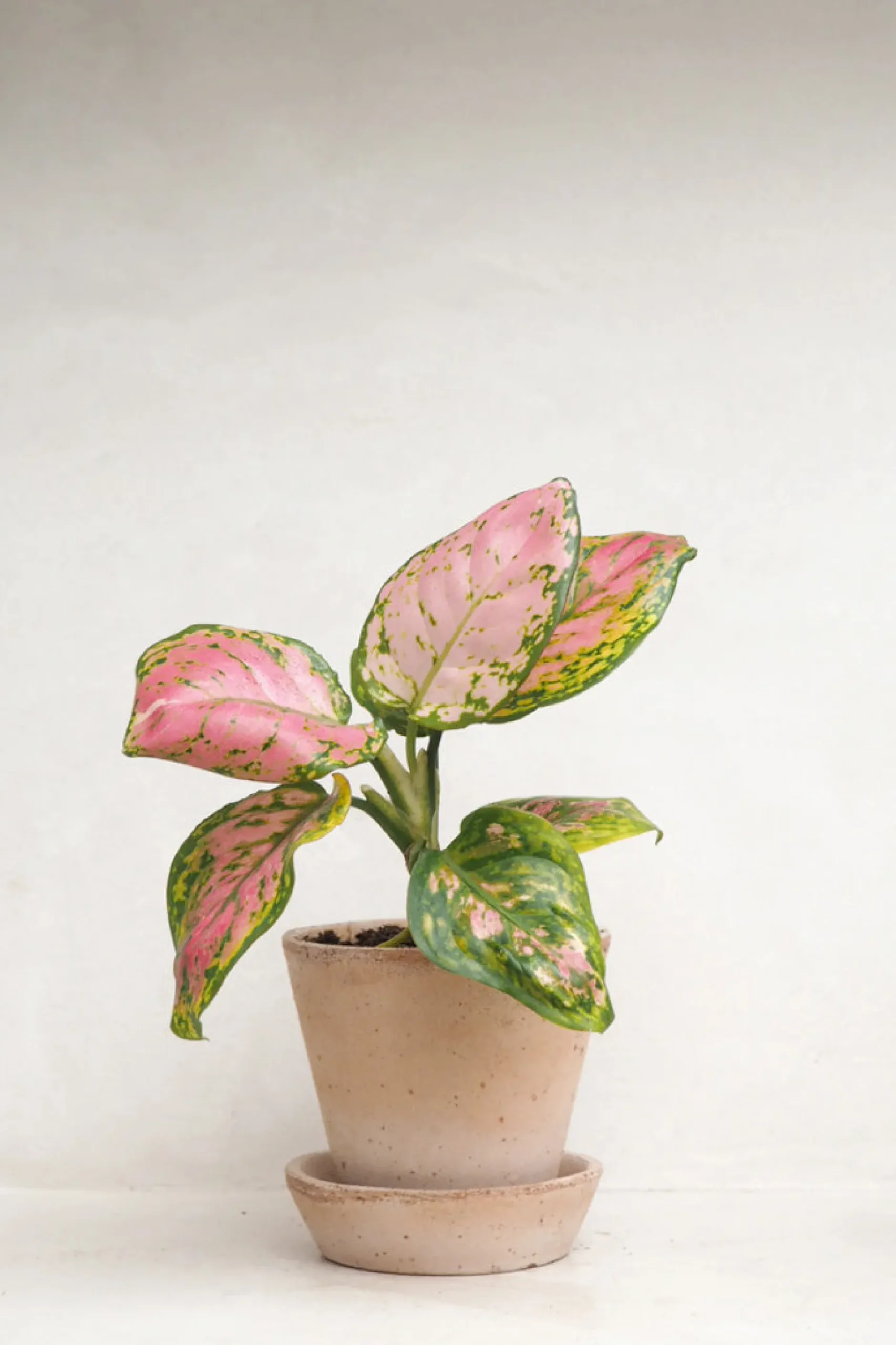 Tropiske Planter^PLANT Aglaonema Spotted Star