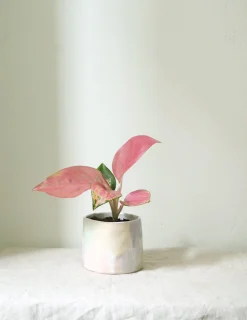 Tropiske Planter^PLANT Aglaonema Spotted Star