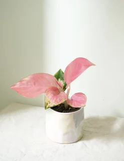 Tropiske Planter^PLANT Aglaonema Spotted Star