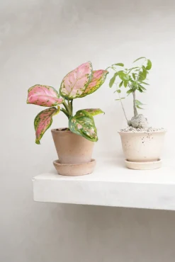 Tropiske Planter^PLANT Aglaonema Spotted Star