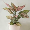 Tropiske Planter^PLANT Aglaonema Spotted star, medium