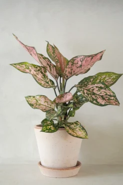 Tropiske Planter^PLANT Aglaonema Spotted star, medium