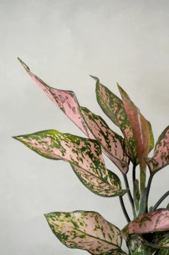 Tropiske Planter^PLANT Aglaonema Spotted star, medium