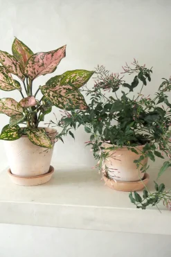Tropiske Planter^PLANT Aglaonema Spotted star, medium