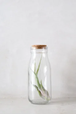 Air Plants^PLANT Air i glas