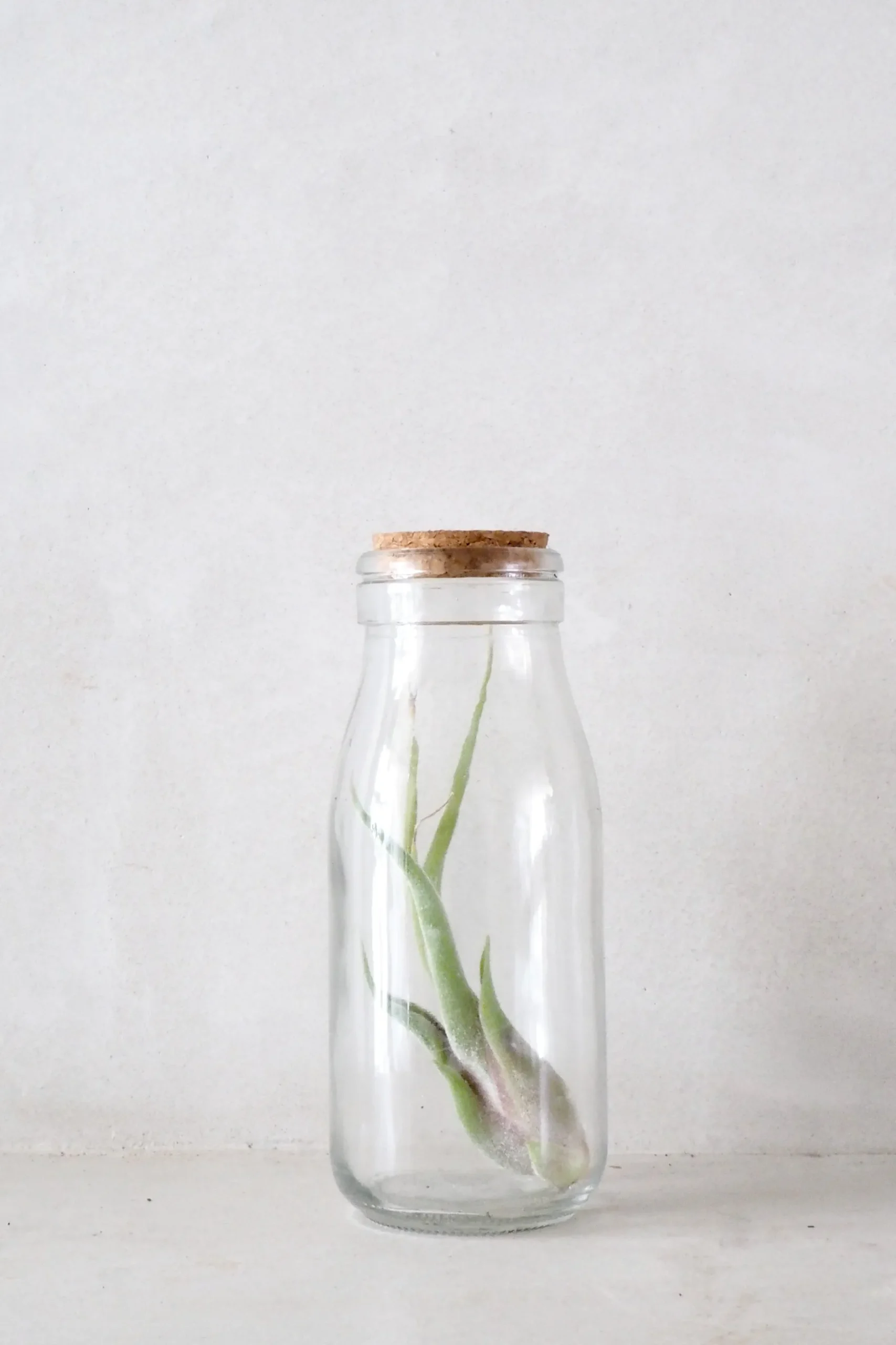 Air Plants^PLANT Air i glas