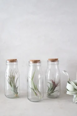 Air Plants^PLANT Air i glas