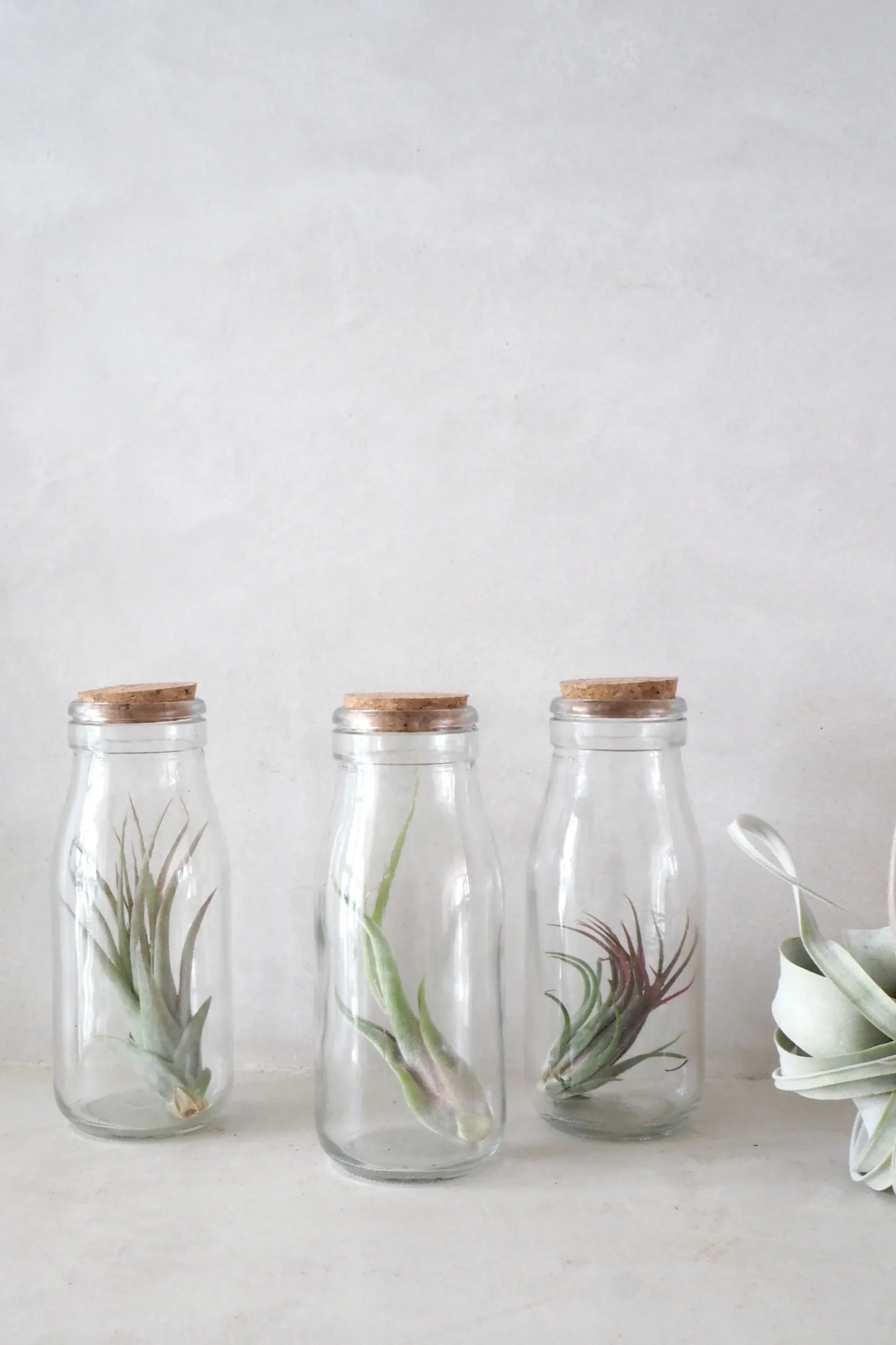 Air Plants^PLANT Air i glas