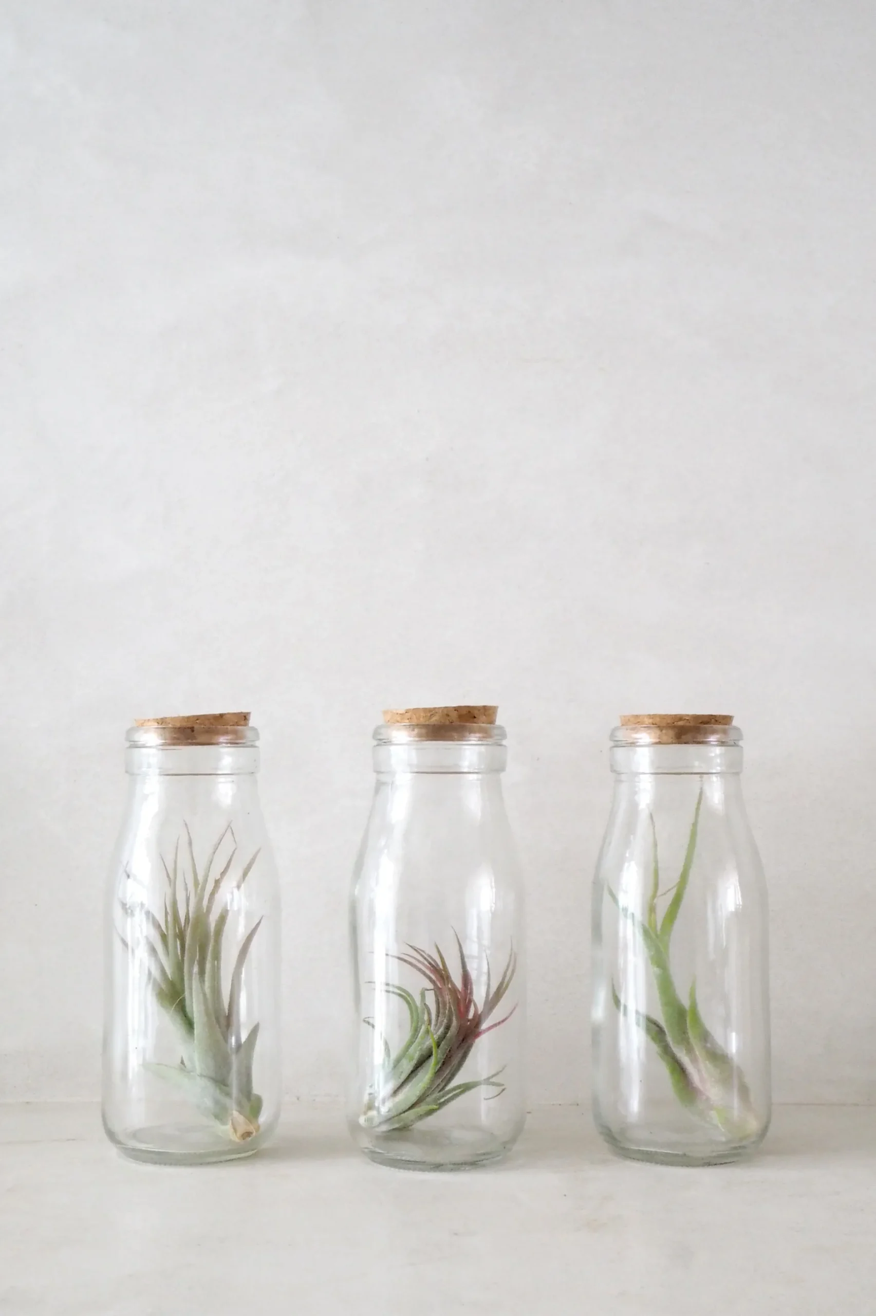 Air Plants^PLANT Air i glas
