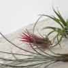 Tropiske Planter|Air Plants^PLANT Air s