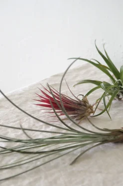 Tropiske Planter|Air Plants^PLANT Air s