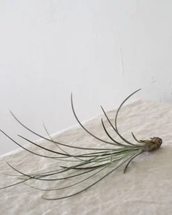Tropiske Planter|Air Plants^PLANT Air s