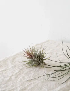Tropiske Planter|Air Plants^PLANT Air s