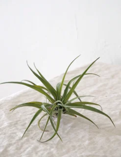 Tropiske Planter|Air Plants^PLANT Air s
