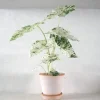 Tropiske Planter^PLANT Alocasia camouflage