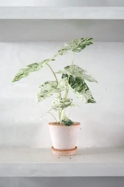 Tropiske Planter^PLANT Alocasia camouflage