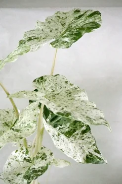 Tropiske Planter^PLANT Alocasia camouflage