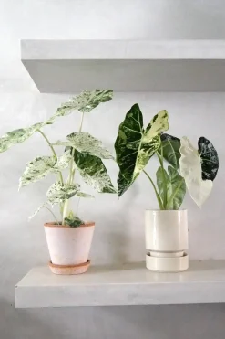 Tropiske Planter^PLANT Alocasia camouflage