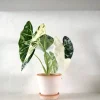 Tropiske Planter^PLANT Alocasia frydek variegata