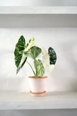Tropiske Planter^PLANT Alocasia frydek variegata