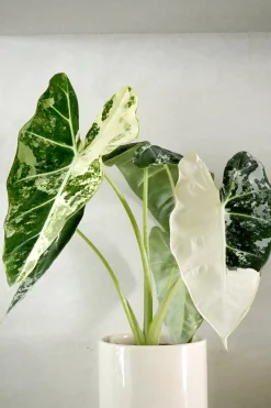 Tropiske Planter^PLANT Alocasia frydek variegata