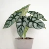 Tropiske Planter^PLANT Alocasia Silver Scale
