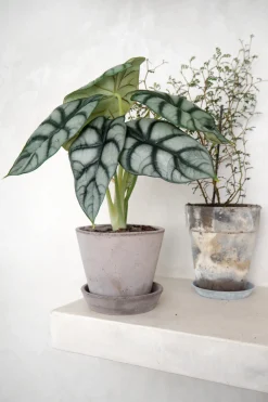 Tropiske Planter^PLANT Alocasia Silver Scale