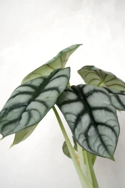 Tropiske Planter^PLANT Alocasia Silver Scale