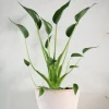 Tropiske Planter^PLANT Alocasia Tiny dancer