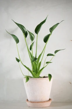 Tropiske Planter^PLANT Alocasia Tiny dancer
