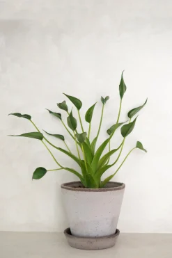 Tropiske Planter^PLANT Alocasia Tiny dancer