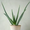 Ørkenplanter Og Knoldplanter|Danskavlede Planter^PLANT Aloe Vera