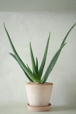 Ørkenplanter Og Knoldplanter|Danskavlede Planter^PLANT Aloe Vera