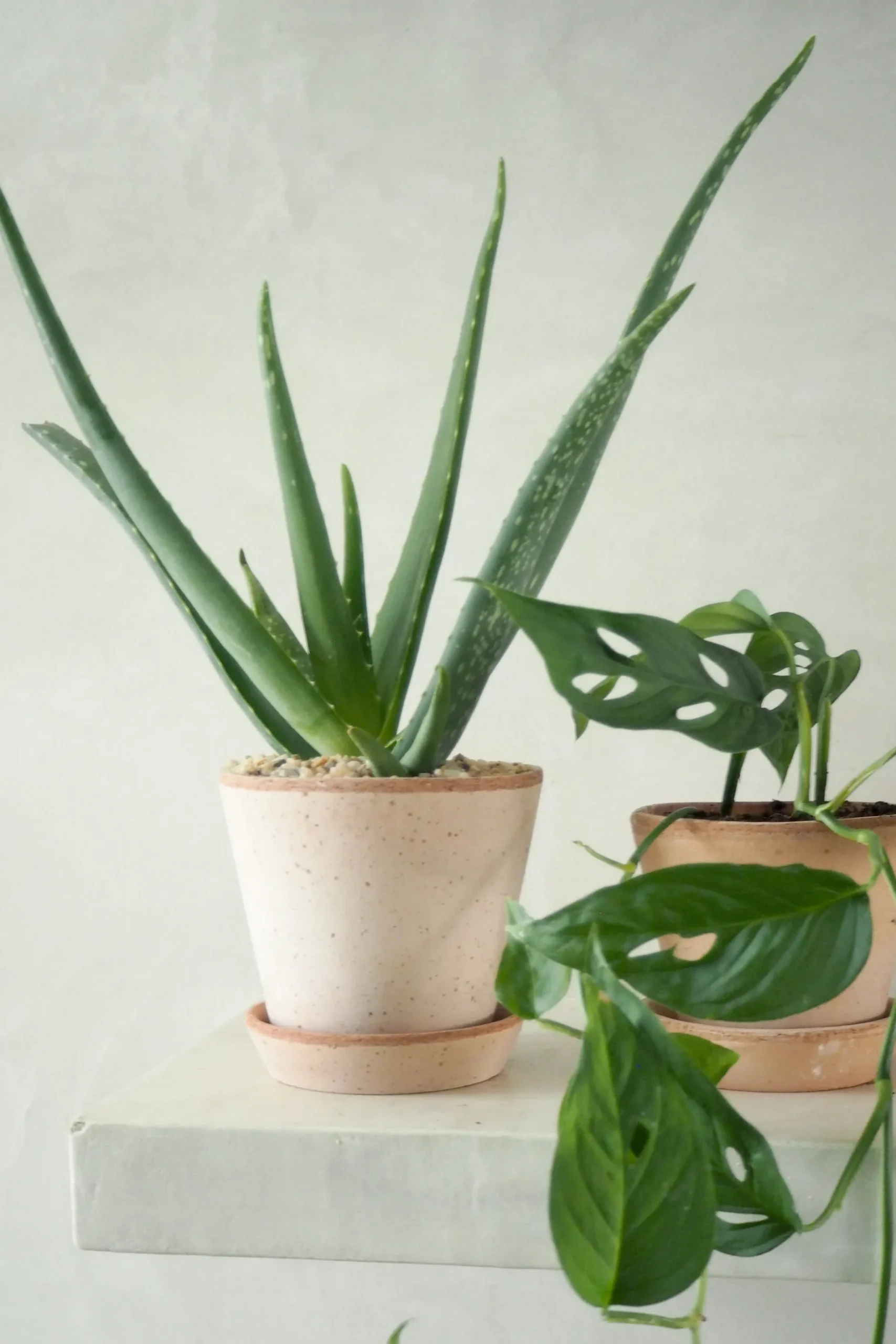 Ørkenplanter Og Knoldplanter|Danskavlede Planter^PLANT Aloe Vera