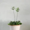Tropiske Planter^PLANT Antenna Bregne