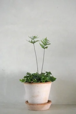 Tropiske Planter^PLANT Antenna Bregne