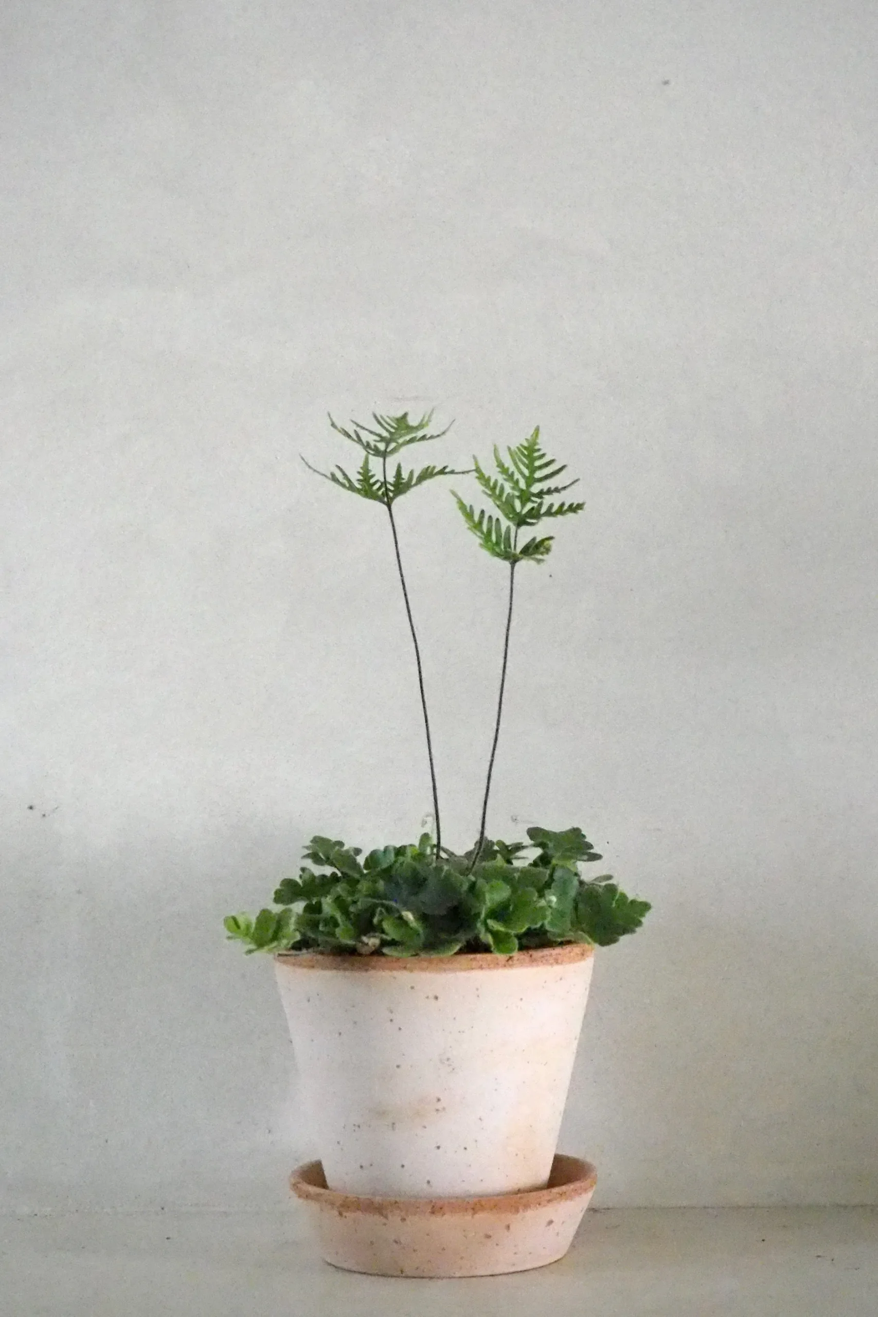 Tropiske Planter^PLANT Antenna Bregne
