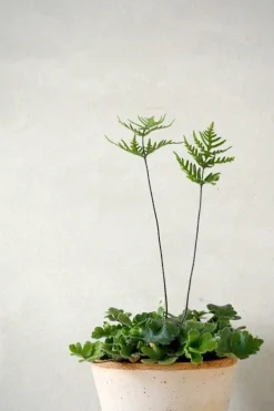 Tropiske Planter^PLANT Antenna Bregne