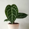 Tropiske Planter|Danskavlede Planter^PLANT Anthurium Crystallinum